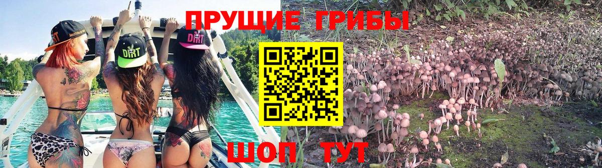 Псилоцибиновые грибы мицелий Семилуки